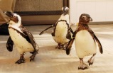 Jungle Island with Lemur Experience Tour